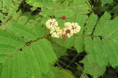 Acacia sinuata